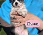 Собаки в Москве: Необыкновенной красоты щенки ищут свой дом Мальчик, 1 руб. - фото 6