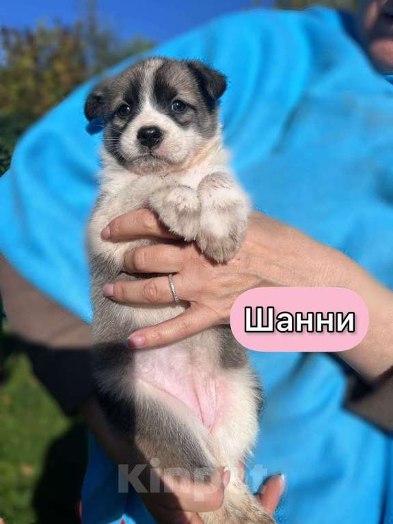 Собаки в Москве: Необыкновенной красоты щенки ищут свой дом Мальчик, 1 руб. - фото 6