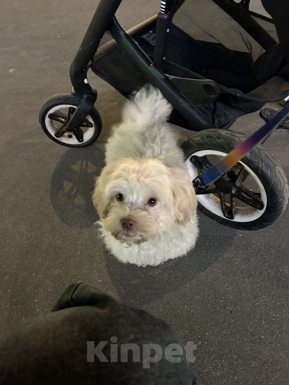 Собаки в Москве: Русская цветная болонка Мальчик, 40 000 руб. - фото 7