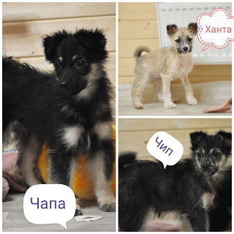 якутята из ледяного подъезда