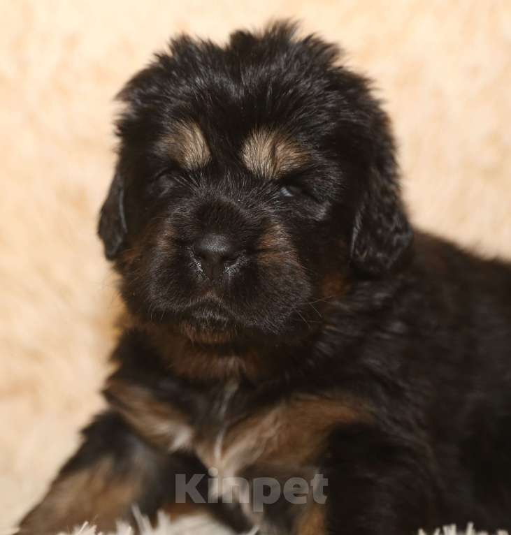 Собаки в Екатеринбурге: щенок Тибетского Мастифа Девочка, 120 000 руб. - фото 1
