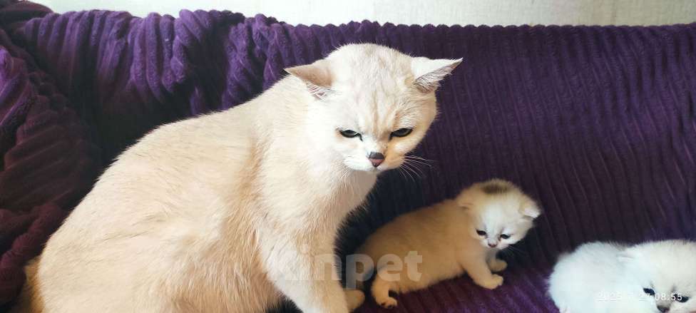 Кошки в Москве: Девочка снежинка Девочка, 18 000 руб. - фото 4