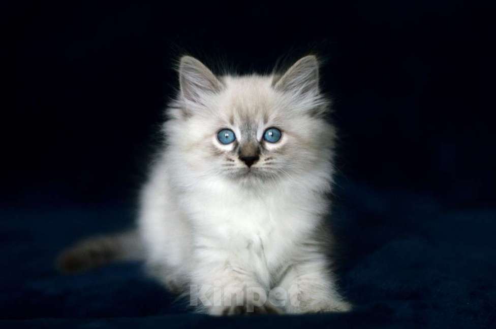 Кошки в Санкт-Петербурге: невская маскарадная девочка Девочка, Бесплатно - фото 2