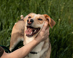 Собаки в Москве: Ищем активных людей для активной Герды! Девочка, Бесплатно - фото 5