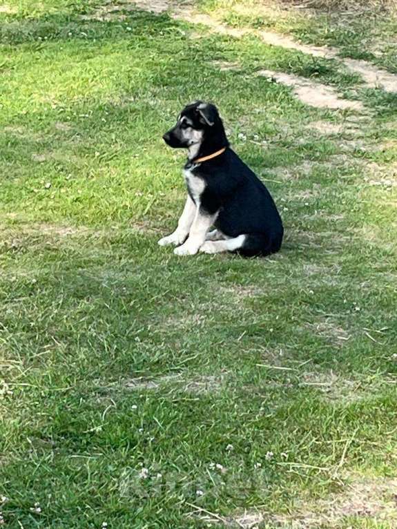 Собаки в Рыбинске: Щенки Восточно-европейской овчарки от элитных родителей Девочка, 35 000 руб. - фото 7