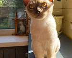 Кошки в Москве: Бурманские котята Мальчик, 40 000 руб. - фото 6