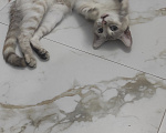 Кошки в Ставрополе: Отдам своё чудо в добрые руки ОЧЕНЬ СРОЧНО Девочка, Бесплатно - фото 1