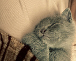 Кошки в Нальчике: Котенок Мальчик, Бесплатно - фото 3
