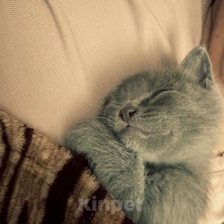 Кошки в Нальчике: Котенок Мальчик, Бесплатно - фото 3