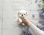 Собаки в Москве: Миниатюрный мальчик мальтезе Мальчик, 40 000 руб. - фото 2
