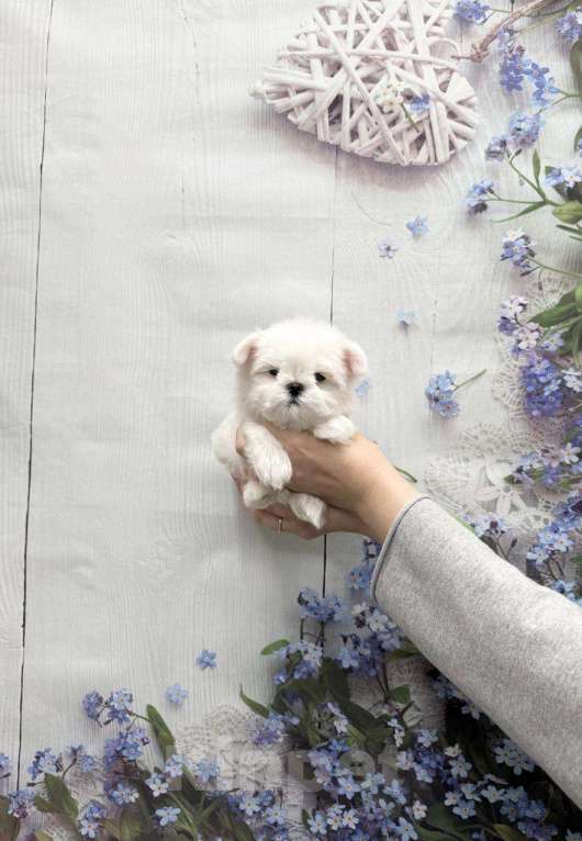 Собаки в Москве: Миниатюрный мальчик мальтезе Мальчик, 40 000 руб. - фото 2