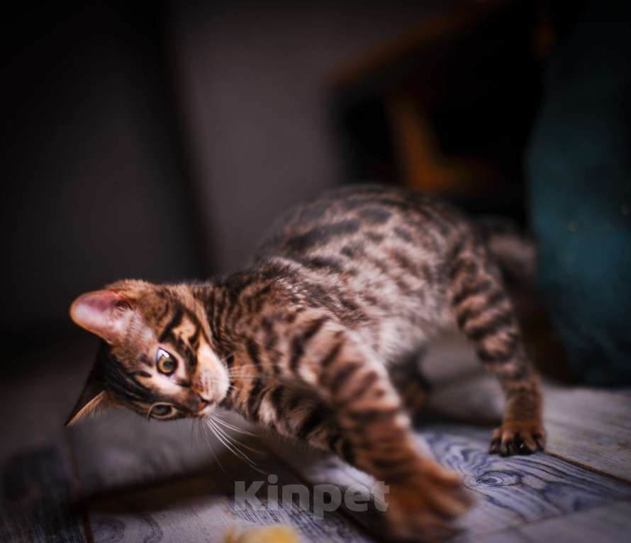 Кошки в Москве: Бенгальский котенок алк ф3 Мальчик, 35 000 руб. - фото 4