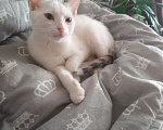 Кошки в Чебоксарах: Котята Девочка, Бесплатно - фото 2