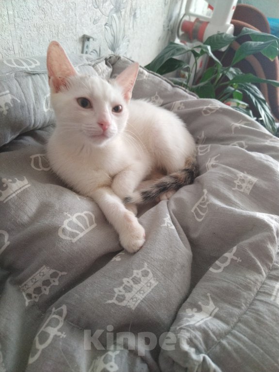 Кошки в Чебоксарах: Котята Девочка, Бесплатно - фото 2