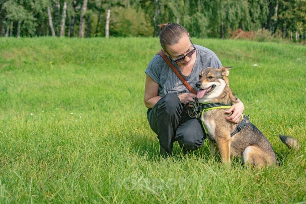 Собаки в Москве: Лучистая Марли в Добрые руки! Девочка, Бесплатно - фото 4