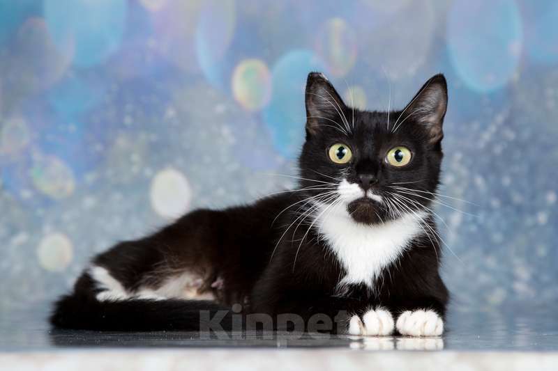 Кошки в Москве: Маркизная миниатюрная ласкуша Маруся в дар Девочка, 1 руб. - фото 4