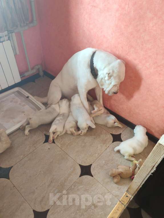 Собаки в Краснодаре: Привитые с документами щенки среднеазитской овчарки. От родителей чемпионов Разнополые, Бесплатно - фото 6