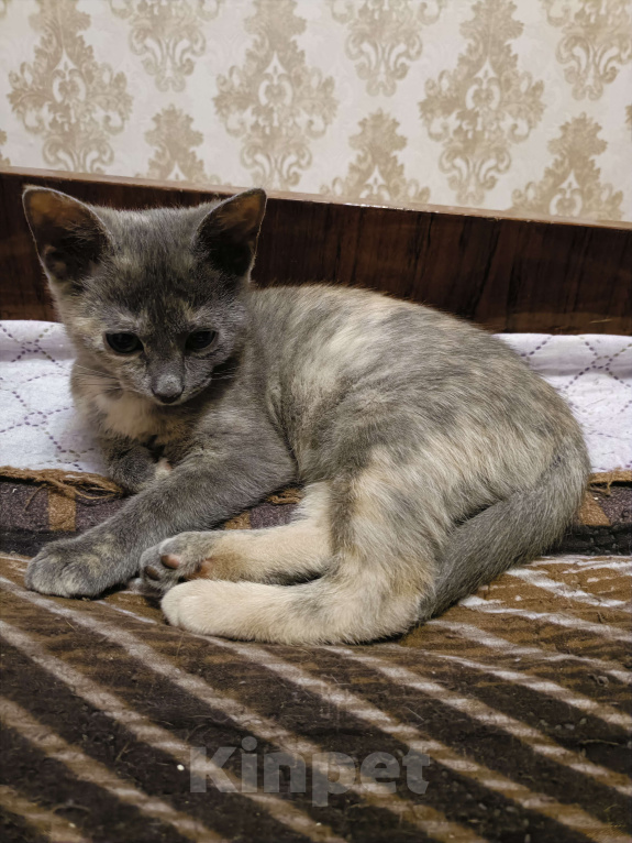 Кошки в Санкт-Петербурге: Мася Девочка, Бесплатно - фото 3