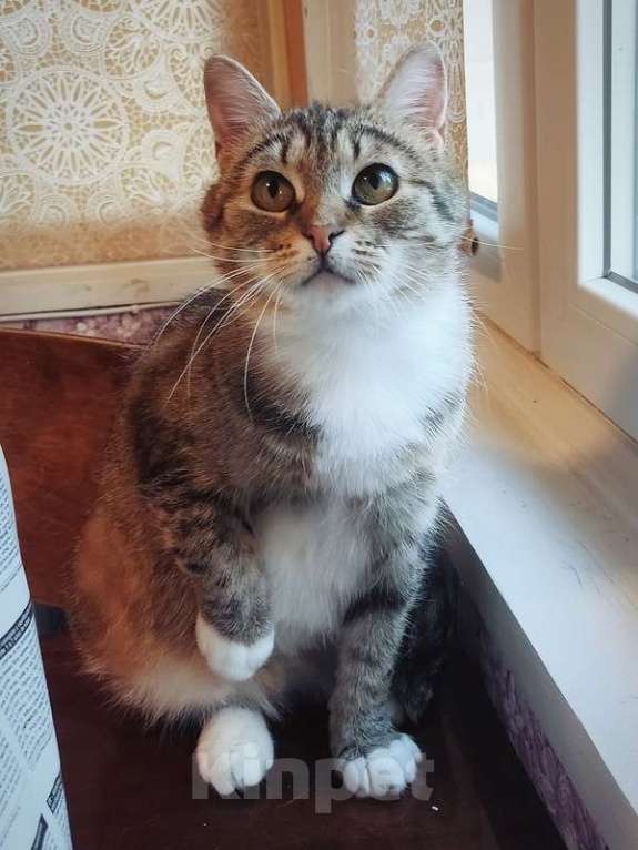 Кошки в Санкт-Петербурге: Самая ласковая и умная кошка Буся в добрые руки Девочка, 1 руб. - фото 3