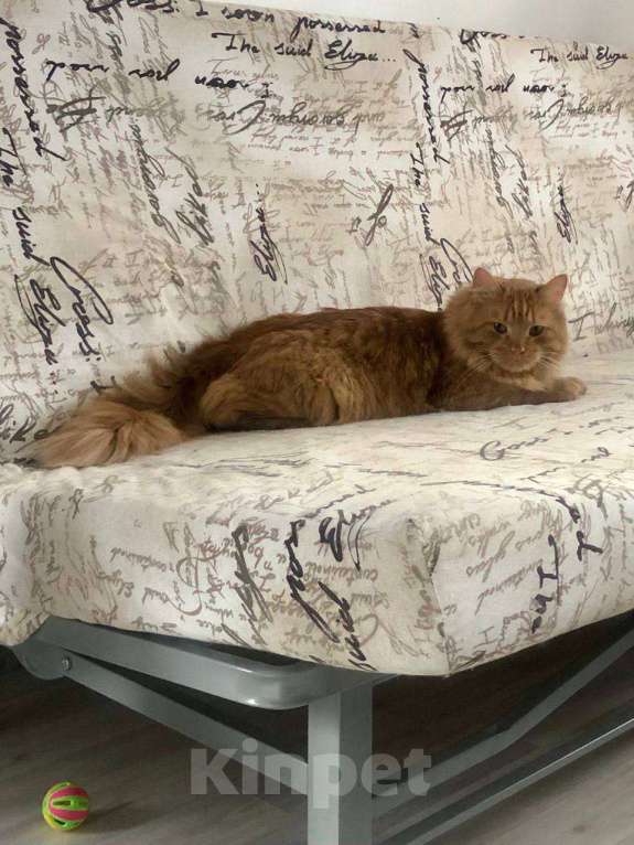 Кошки в Москве: Кот для эстетов - Абрикос ищет дом 💎 Мальчик, Бесплатно - фото 7