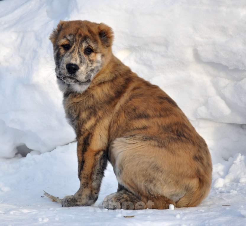 Собаки в Новосибирске: Щенок алабая девочка Девочка, 30 000 руб. - фото 1
