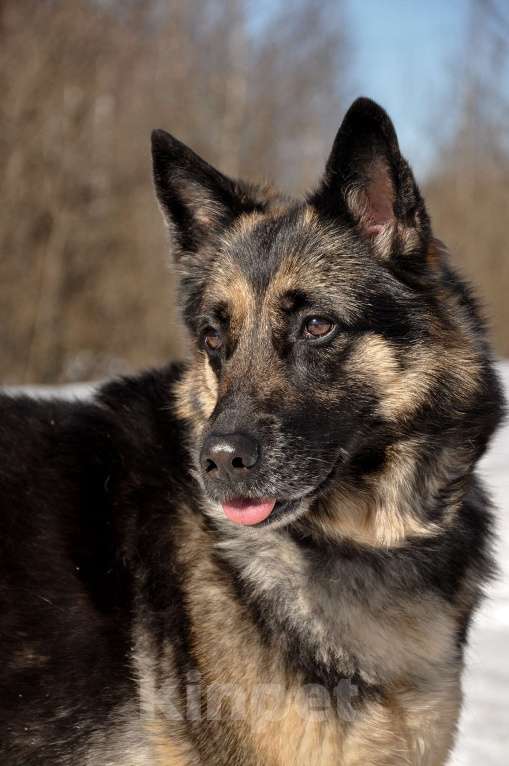 Собаки в Ногинске: Рокси попала в приют после смерти хозяина Девочка, Бесплатно - фото 1