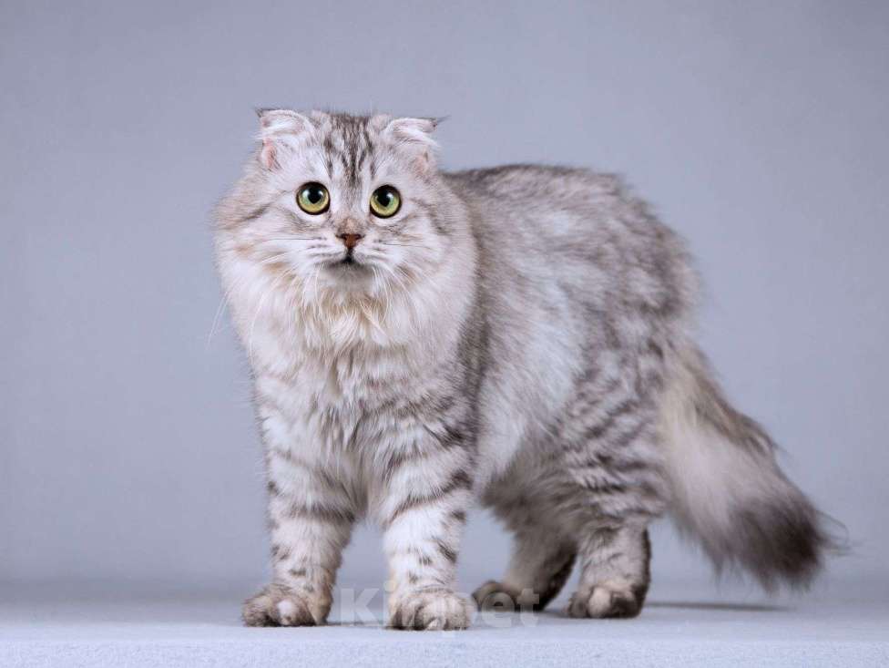 Кошки в Москве: Нежная ласковая кошечка Сирень в добрые руки Девочка, Бесплатно - фото 4