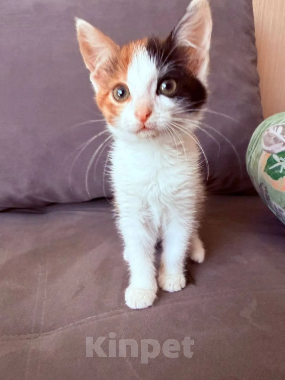 Кошки в Люберцах: Котята Ляля и Лёля срочный поиск ручек Девочка, Бесплатно - фото 8