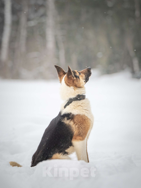 Собаки в Клине: Кокос — добрый и звонкий мальчишка в поисках самого лучшего хозяина Мальчик, Бесплатно - фото 5