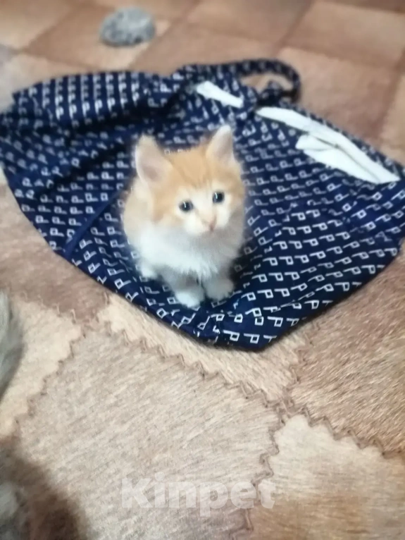 Кошки в Балашове: Котята в добрые руки Мальчик, Бесплатно - фото 2