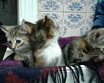Кошки в Воронеже: Котята, Бесплатно - фото 1