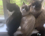 Кошки в Полярном Зоре: РегДолл, 5 руб. - фото 5