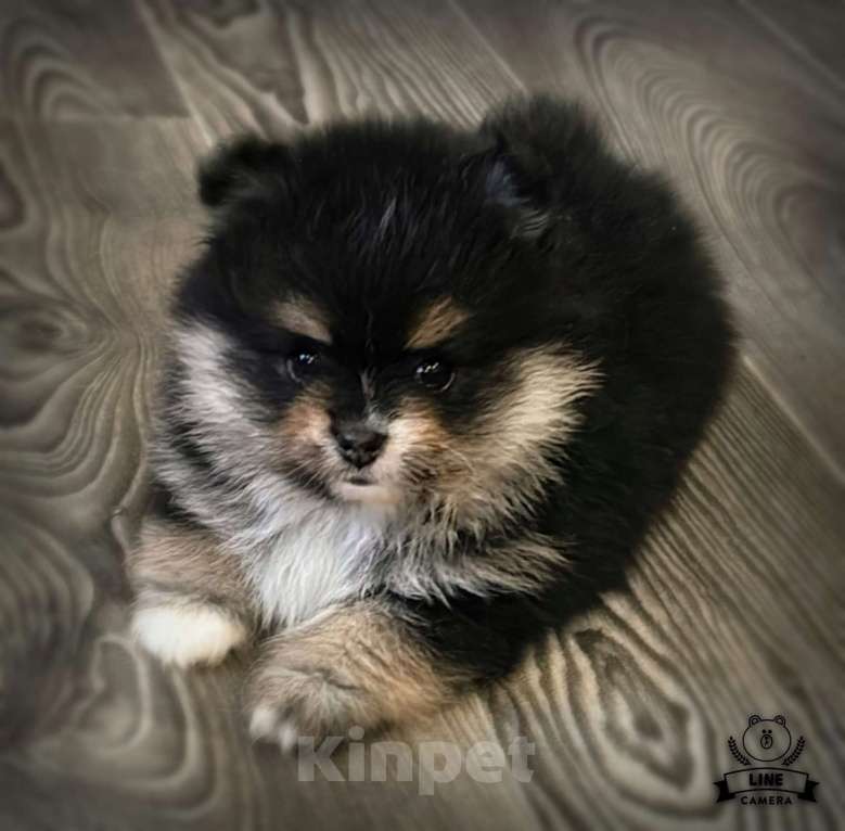 Собаки в Москве: Померанский шпиц мишка  Девочка, 25 000 руб. - фото 3