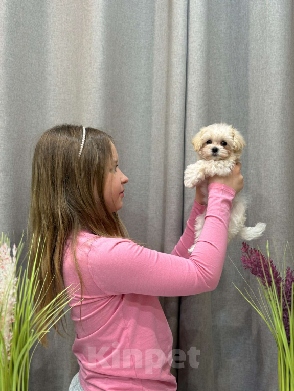 Собаки в Москве: Мальтипу девочка 1 Девочка, 180 000 руб. - фото 5