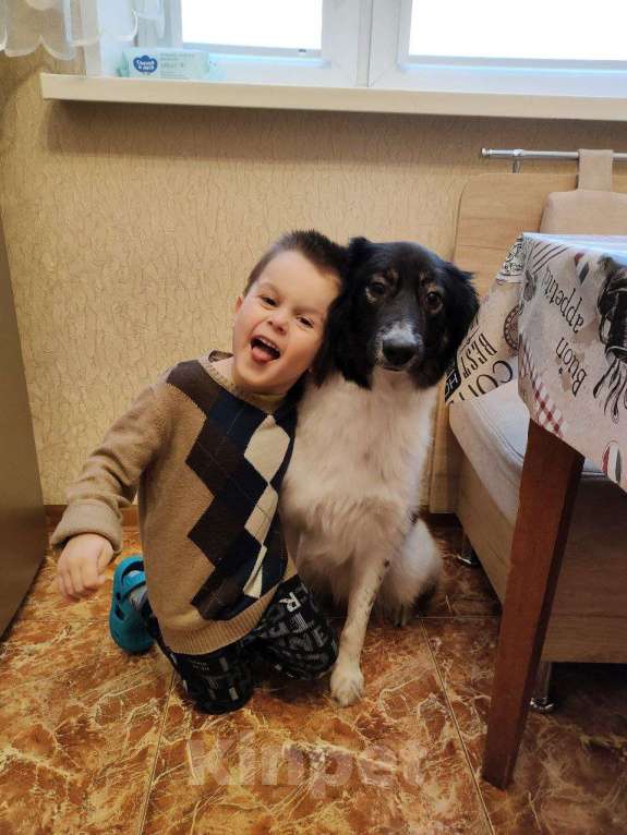 Собаки в Москве: В добрые руки Девочка, Бесплатно - фото 1