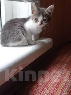 Кошки в Зеленограде: Отдам котёнка в добрые руки  Девочка, Бесплатно - фото 1