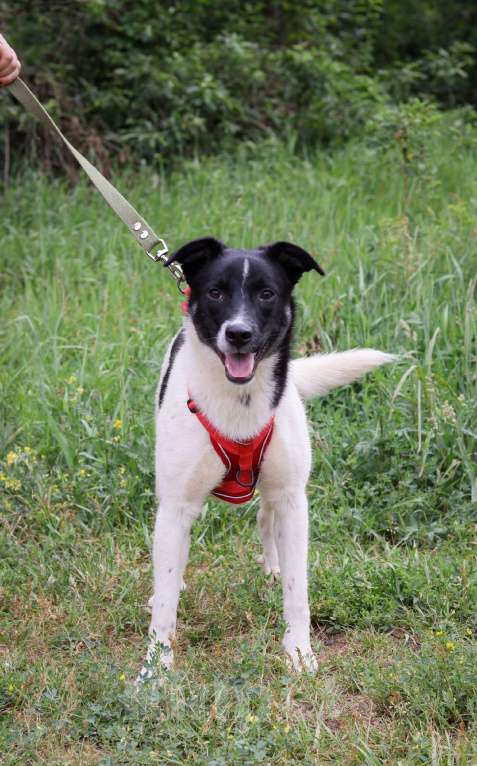 Собаки в Москве: Юте очень нужен дом  Девочка, Бесплатно - фото 2