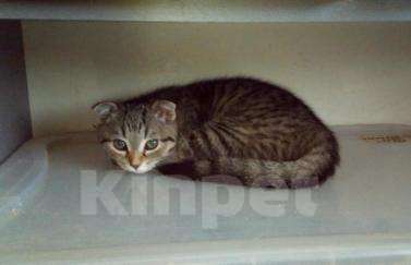 Кошки в Клине: Вислоухая кошечка, 3 000 руб. - фото 1