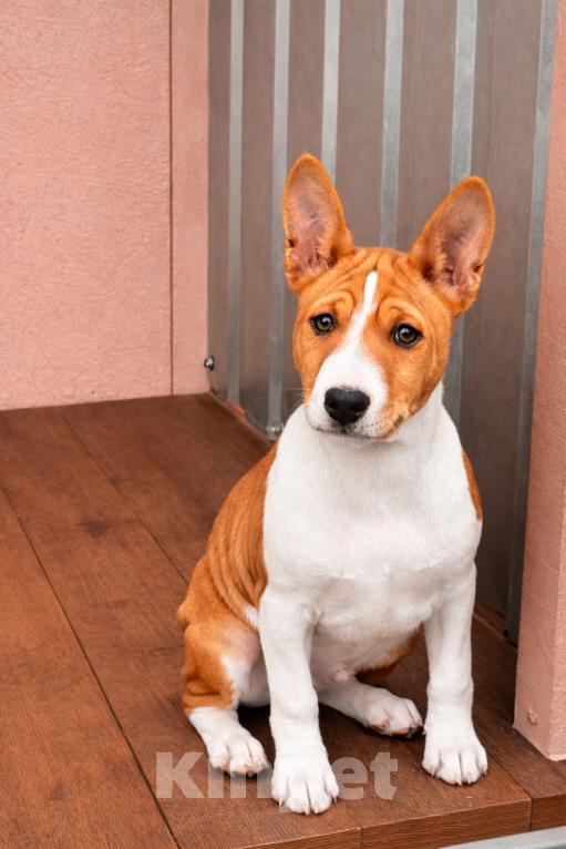 Собаки в Севастополе: Мальчики басенджи Мальчик, Бесплатно - фото 5