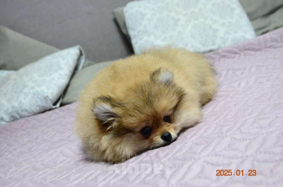 Собаки в Нижнем Новгороде: Девочка породы Померанскиц Шпиц Девочка, 30 000 руб. - фото 5