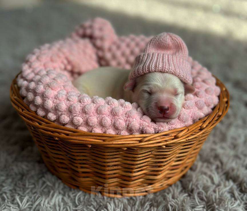 Собаки в Москве: Щенки золотистого ретривера  Девочка, 100 000 руб. - фото 1