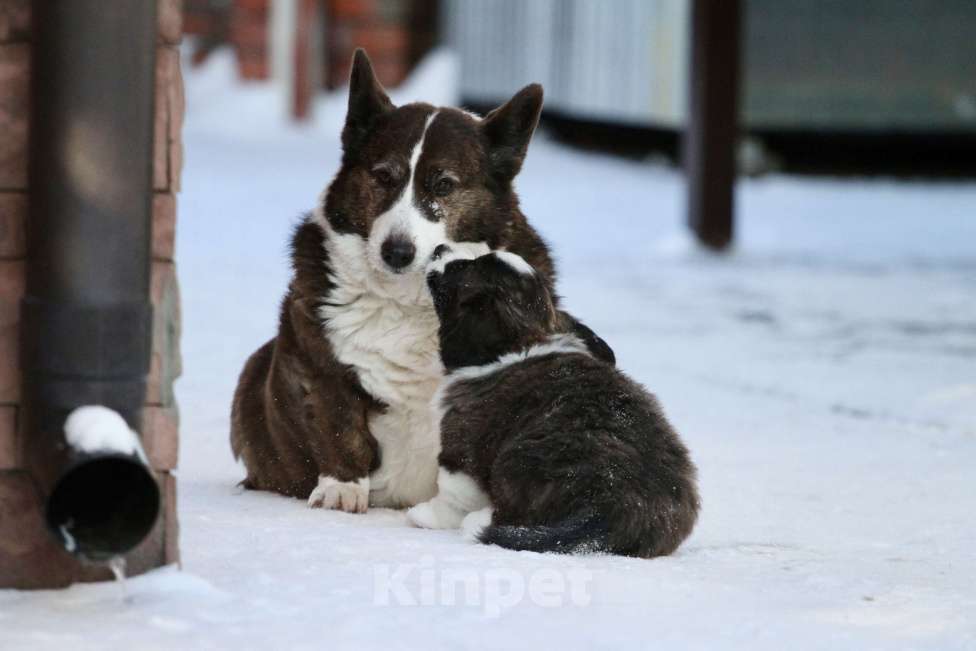Собаки в Москве: Вельш корги кардиган -девочка  Девочка, 35 000 руб. - фото 4