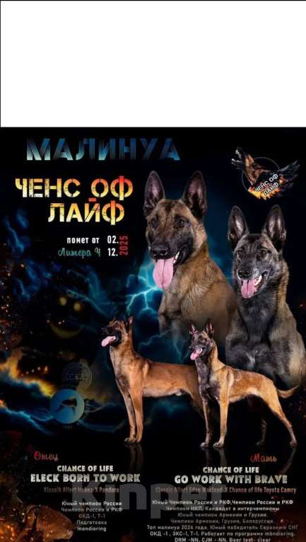 Собаки в других городах Московской области: Парнишка малинуа Мальчик, 60 000 руб. - фото 1