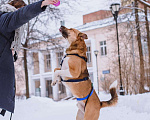 Собаки в Москве: Дружелюбный пес-компаньон Тенгри ищет дом!  Мальчик, Бесплатно - фото 6
