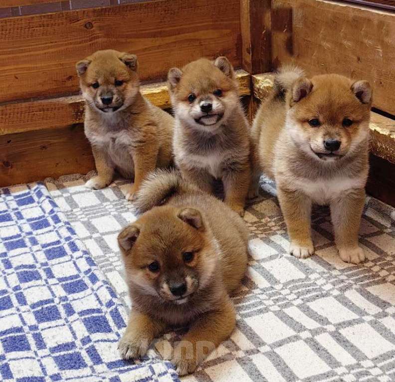 Собаки в Москве: Сиба ину. Щенки. Девочка, 50 000 руб. - фото 1