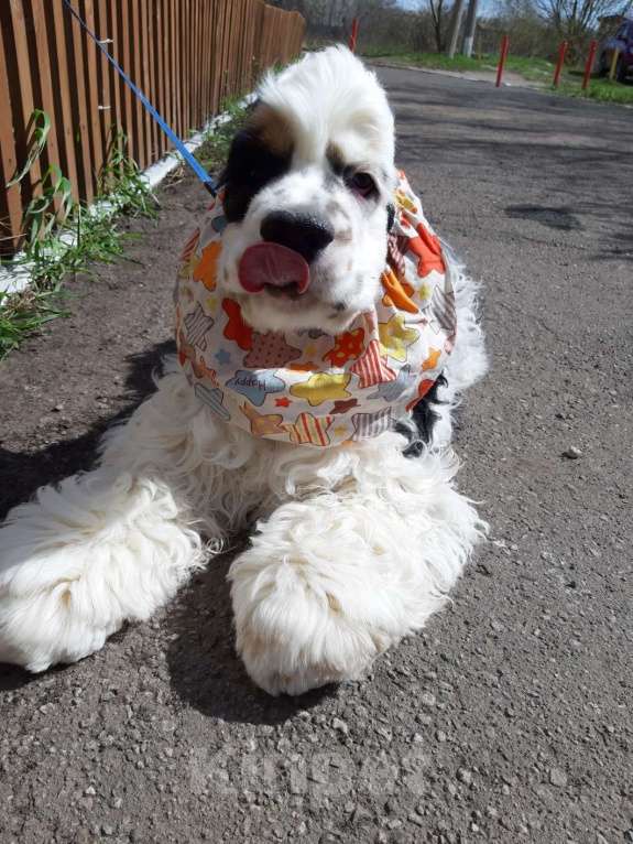 Собаки в Тамбове: щенки Американского кокер спаниеля, мальчики Мальчик, 40 000 руб. - фото 5