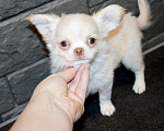 Собаки в Москве: СВЕЛЯЧОК. Щенок чихуахуа . Можно с доставкой Мальчик, 55 000 руб. - фото 2