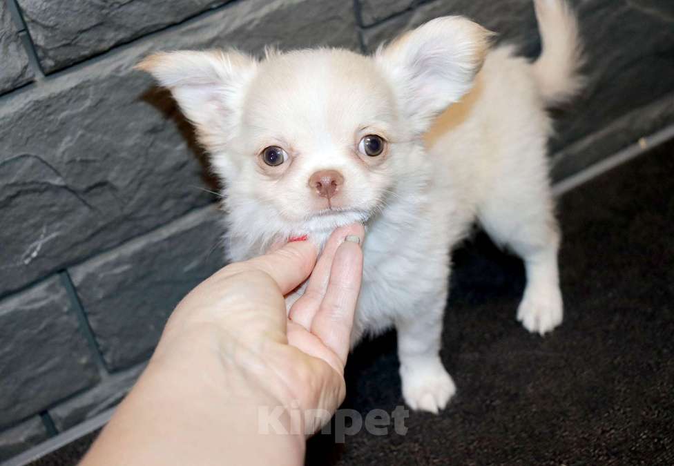 Собаки в Москве: СВЕЛЯЧОК. Щенок чихуахуа . Можно с доставкой Мальчик, 55 000 руб. - фото 2