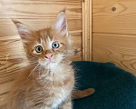 Кошки в Ярославле: Шикарный котенок Мейн -Кун Мальчик, 35 000 руб. - фото 2