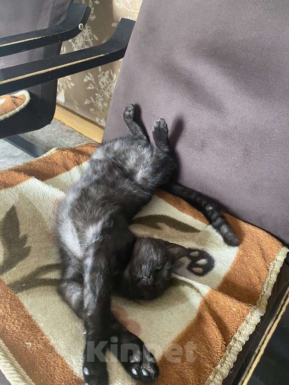 Кошки в Краснодаре: Потерялась душа Девочка, Бесплатно - фото 3